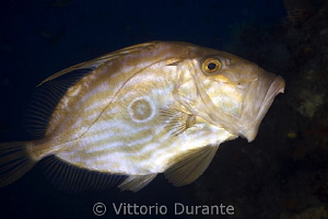John Dory in action by Vittorio Durante 